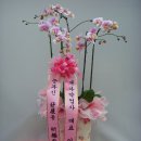 대아약업사 이미지