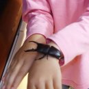 창녕우포곤충나라 이미지