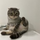 블레스유 | 수원 광교 고양이미용 캣블레스유 후기
