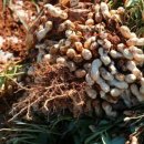 백봉닭농장 이미지