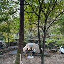 소나무숲아래 이미지