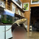 애플팜핑 이미지