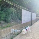 운중천반려견놀이터 이미지