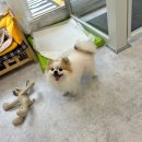 사랑해똥깡아지 이미지