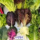 별별채소