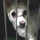 펫토피아 동물병원 이미지