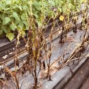 열려라 참깨 이미지