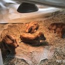 쌍둥이축산2 이미지