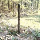 대추나무 이미지