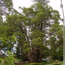 녹나무 (Camphor tree) = 장뇌목(樟腦木), 장목(樟木), 장수(樟樹) 이미지