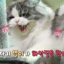 슬기로운펫생활