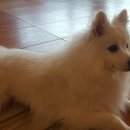 덕수네애견 이미지