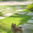 도그동물농장 | [ep.13] 멜리아 호짬 리조트 2편 - 조식부터 액티비티까지