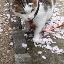 꽃길 걷는 고양이 네이버블로그
