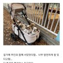 시츄언니 티스토리