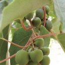 다래약국 이미지