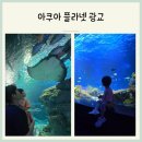 주차38 | 날씨 상관없는 광교 아쿠아플라넷 38개월 후기 앱 이용하여 주차 2시간 추가