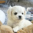 부산강아지분양 고양이분양 베스트펫 본점 네이버블로그