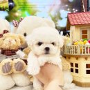 퍼피힐 강아지분양 이미지