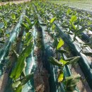 까미농장 이미지