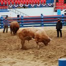 청도소싸움경기장 이미지