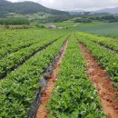 고창 이엠 이미지