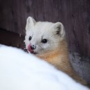 영남식육식당 안락점 | 안락동 영남식육식당 본점 10주년기념 점심특선 갈비탕 가격 후기