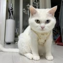 중랑구 고양이동물병원 :: 모루동물의료센터 진짜 후기