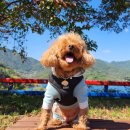 나본마을 쉼터 | 경남 하동 하동호와 나본마을 오자골에서의 단풍구경