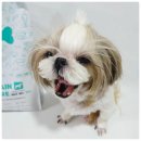 슬기롭게 건강하게 | 슬기롭게 강아지 눈물자국 대처하는 방법