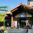 게으른 악어 이미지