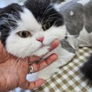 에브리캣 이미지