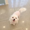 애견미용실 이미지