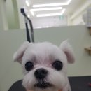 개도만족 이미지