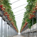 혜숙농장 이미지