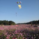 횡성군 우천면 오원리에서는 23-25까지 코스모스 축제가 열린다 이미지