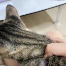 태종동물병원 이미지