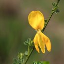 양골담초 Cytisus scoparius(L.) Link 이미지