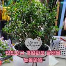 늘봄화원 이미지