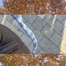 영이발관 | 미뤄왔던 창문 닦기 그리고 하늘 보기 그러다 외로우면 미강이 쓰다듬기