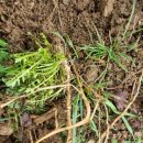 광전농장 이미지