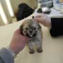 강아지분양 퍼피베이비 | 경주강아지분양 알아보다 방문한 대구강아지분양 홍스퍼피 솔직 상담 후기