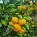 고림농장 이미지