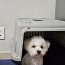 푸름켄넬 이미지