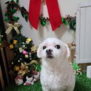 쪼쪼애견 이미지