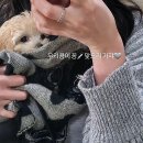 24시팔용feel동물병원 네이버블로그