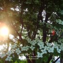 김유정 문학비 이미지