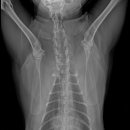 24시 에피소드 동물 메디컬 센터 이미지