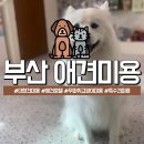 고든펫 이미지