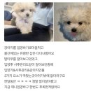 마이도그 강아지분양 울산본점 네이버블로그